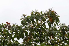 Hymenodictyon obovatum